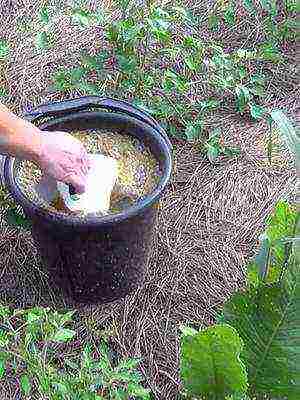 how to grow tomatoes outdoors in the south