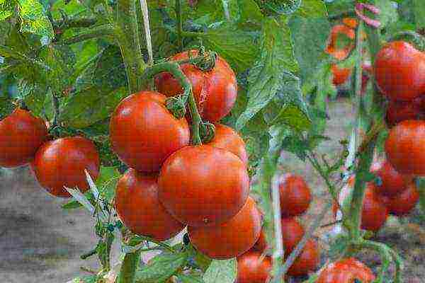 how to grow tomatoes outdoors in the south