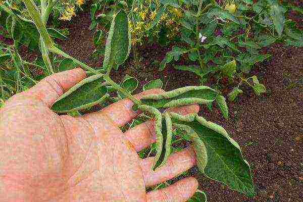 how to grow tomatoes outdoors in the south