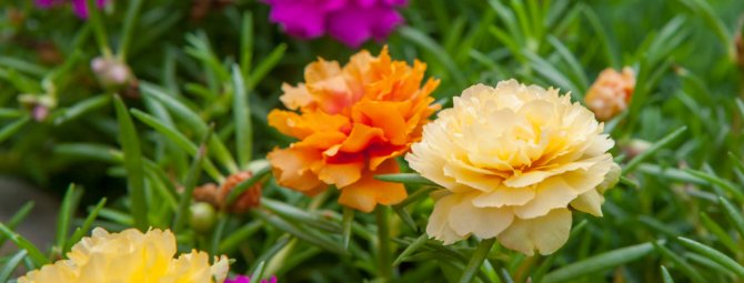 how to grow garden purslane on the windowsill