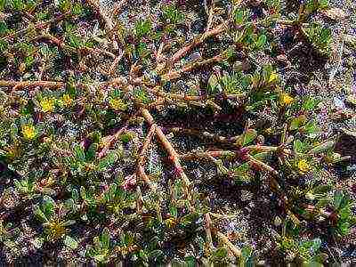 how to grow garden purslane on the windowsill