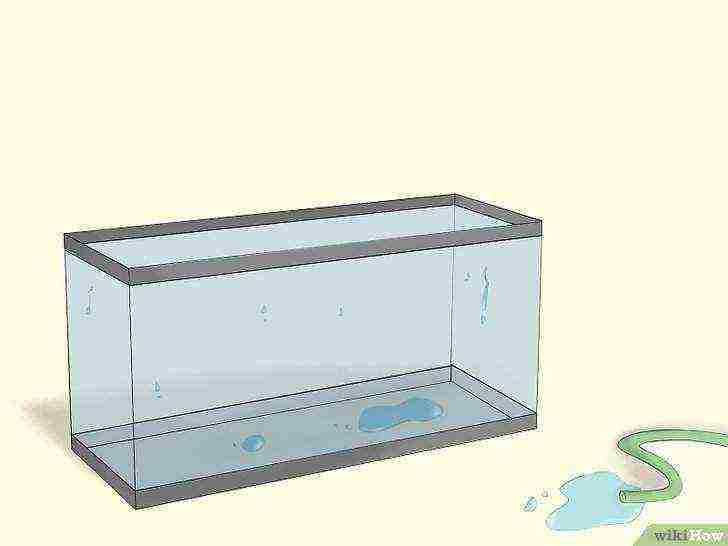 how to grow brine shrimp at home