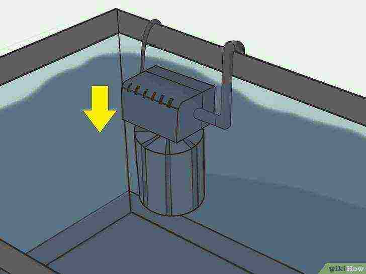 how to grow brine shrimp at home