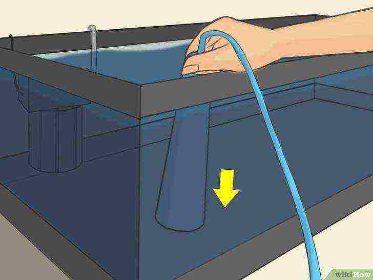 how to grow brine shrimp at home