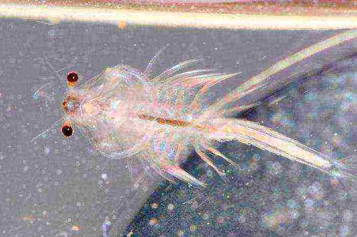 how to grow brine shrimp at home