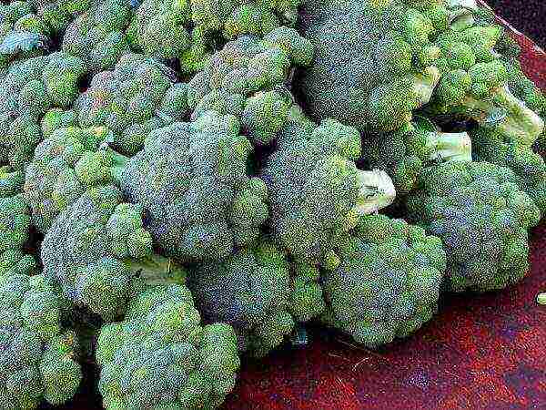 kung paano mapalago ang mga punla ng broccoli sa bahay