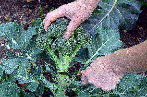 kung paano mapalago ang mga punla ng broccoli sa bahay