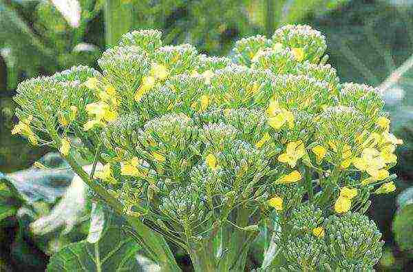 kung paano mapalago ang mga punla ng broccoli sa bahay