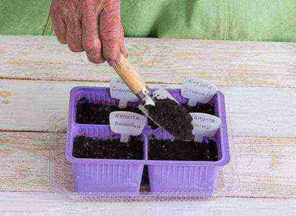 how to grow broccoli seedlings at home