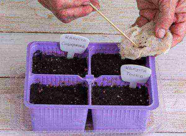 how to grow broccoli seedlings at home