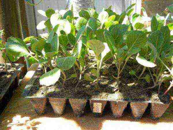 how to grow broccoli seedlings at home