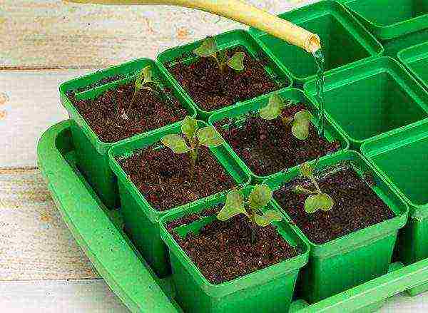 how to grow broccoli seedlings at home