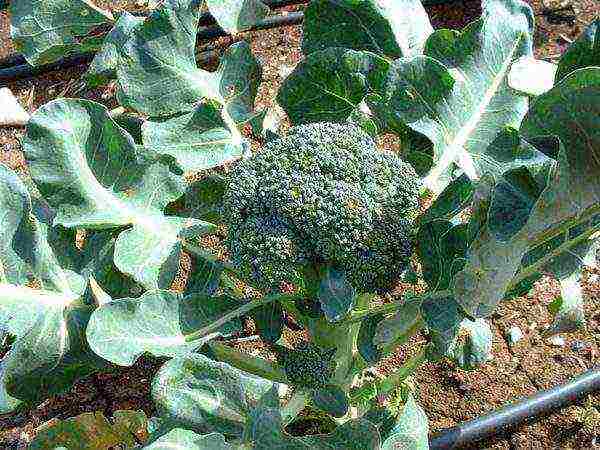 kung paano mapalago ang mga punla ng broccoli sa bahay