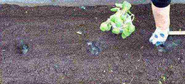 how to grow broccoli seedlings at home