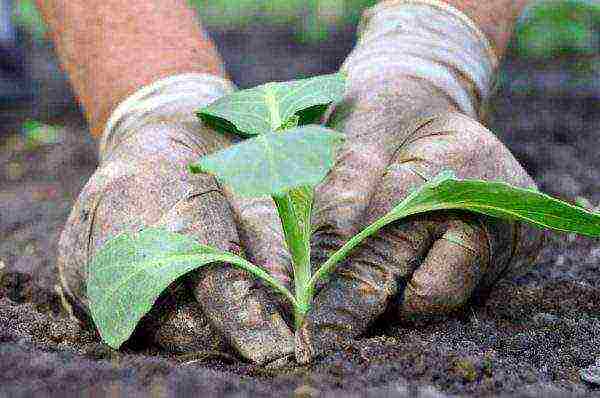 how to grow broccoli seedlings at home