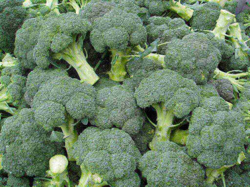 how to grow broccoli seedlings at home