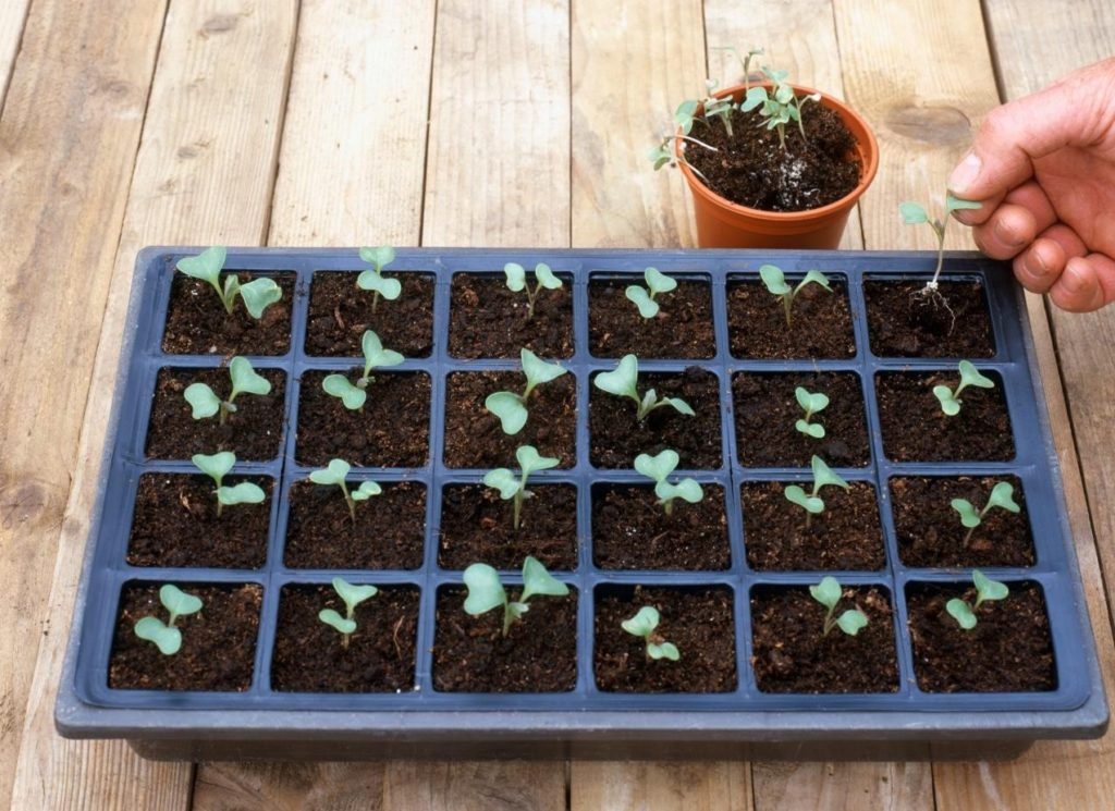 how to grow broccoli seedlings at home