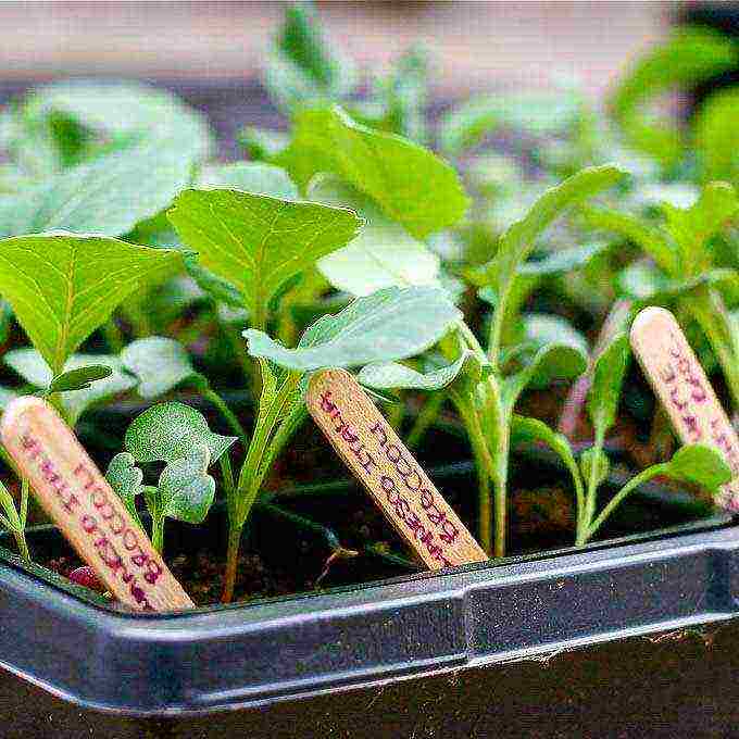 how to grow broccoli seedlings at home