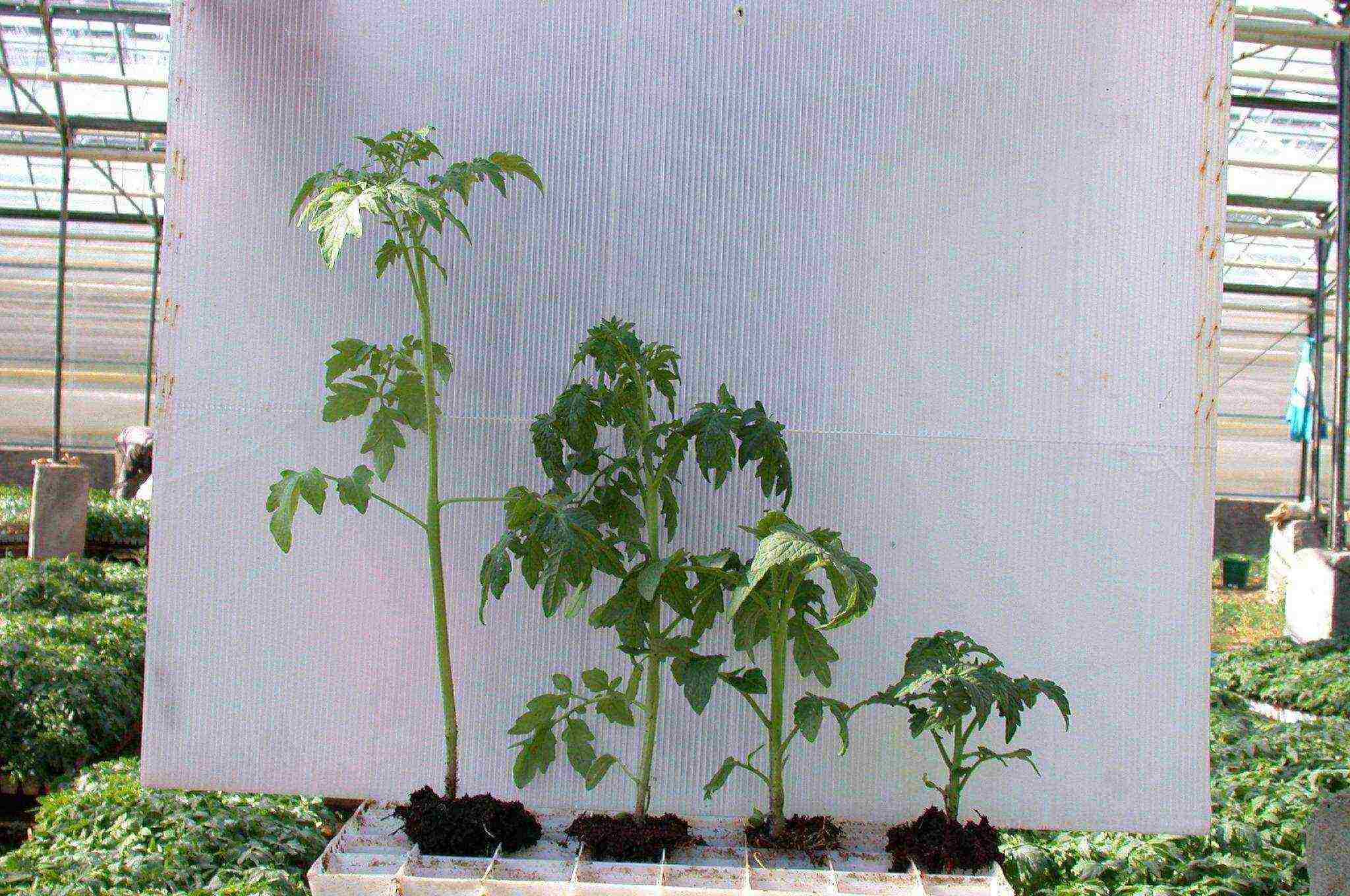 how to grow vegetable seedlings at home