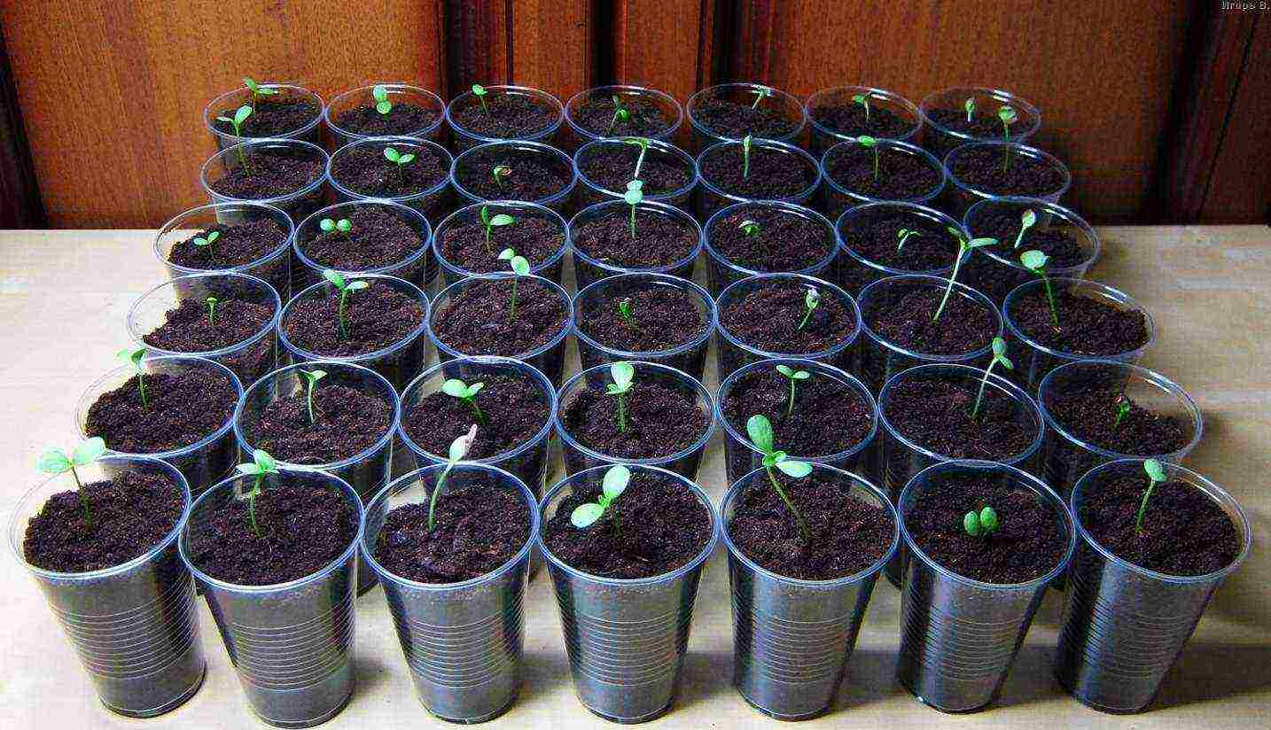 how to grow vegetable seedlings at home