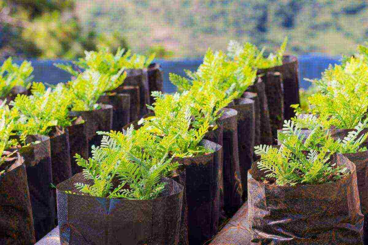 how to grow vegetable seedlings at home