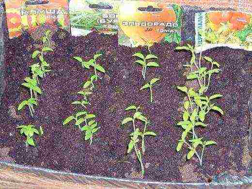 how to grow vegetable seedlings at home