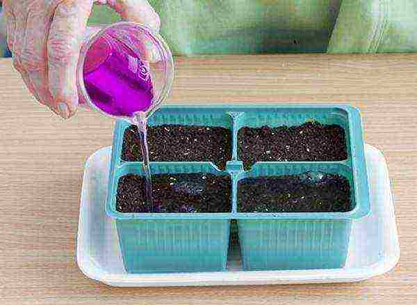 how to grow vegetable seedlings at home