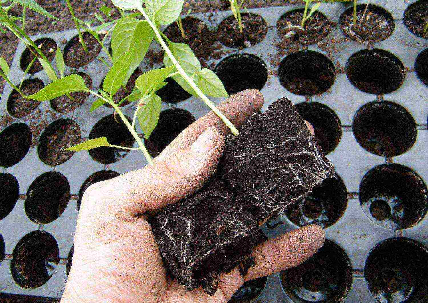 how to grow vegetable seedlings at home