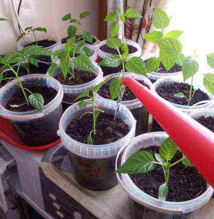 how to grow vegetable seedlings at home