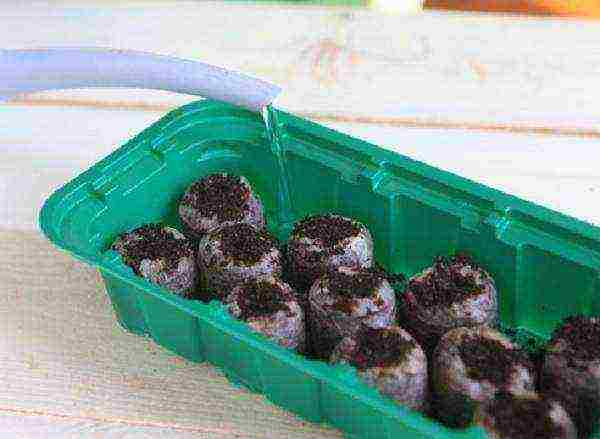 how to grow vegetable seedlings at home