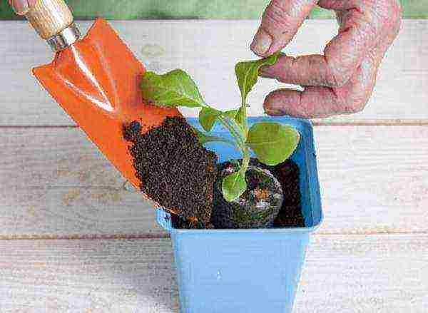 how to grow vegetable seedlings at home