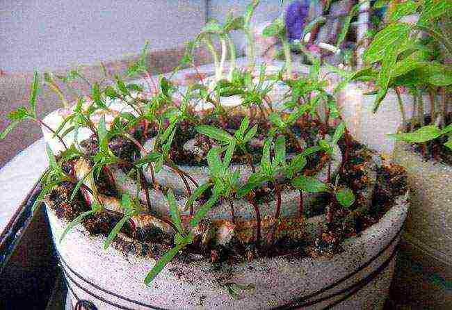 how to grow vegetable seedlings at home