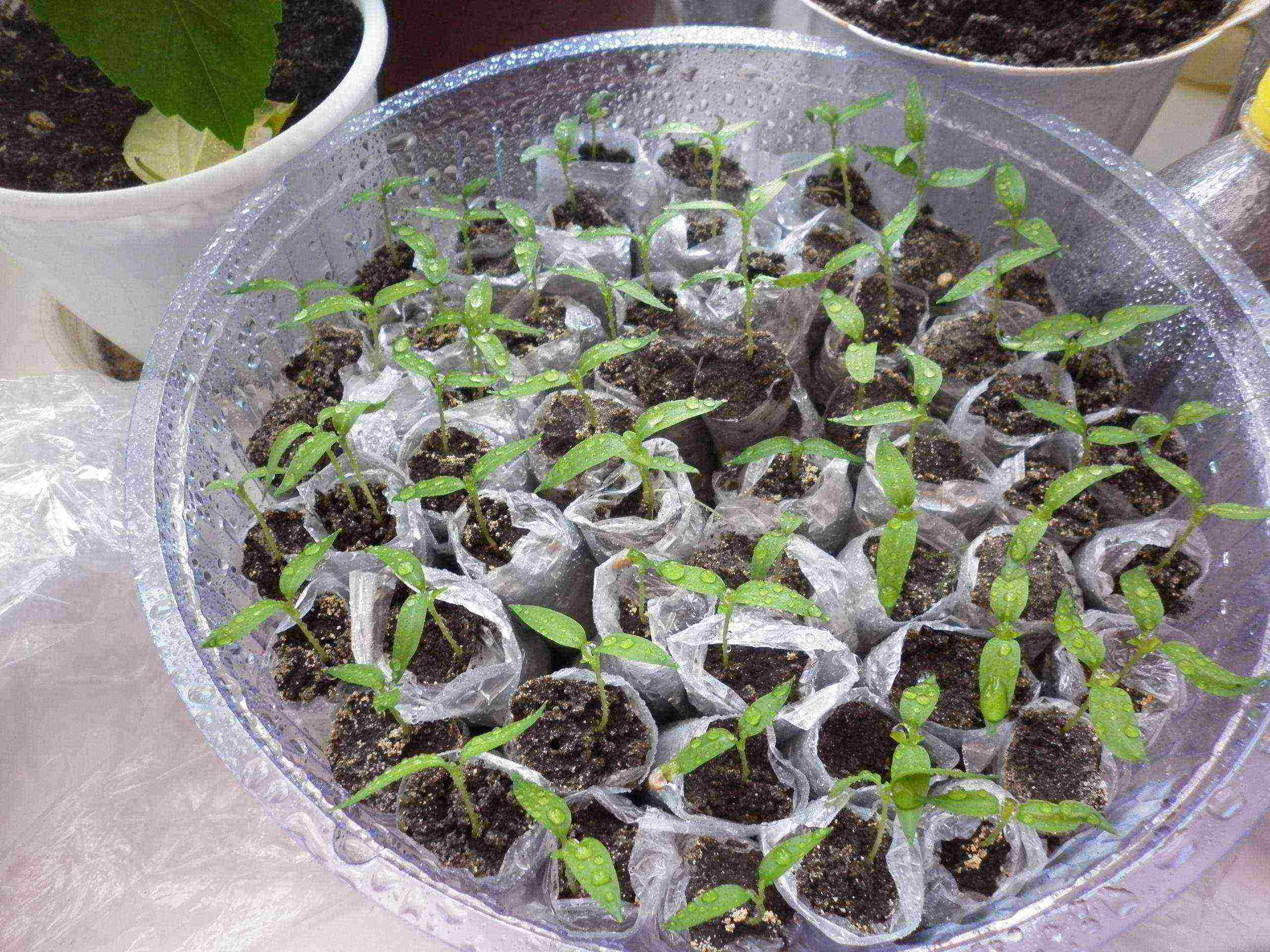 how to grow vegetable seedlings at home