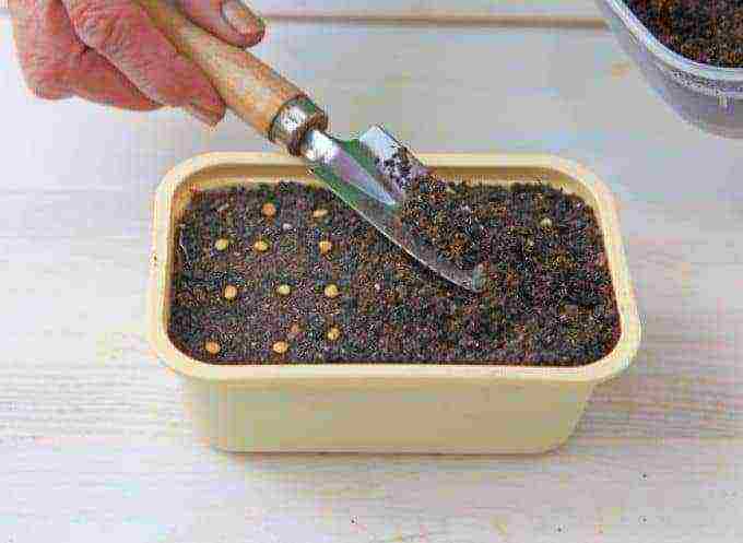 how to grow pepper seedlings at home