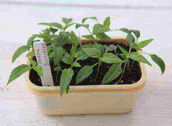 how to grow pepper seedlings at home