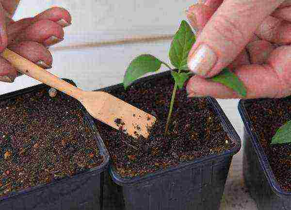 how to grow pepper seedlings at home