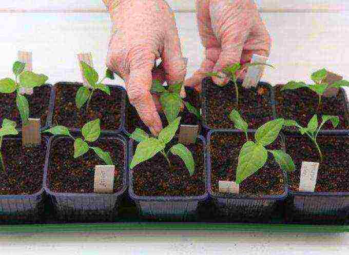 how to grow pepper seedlings at home