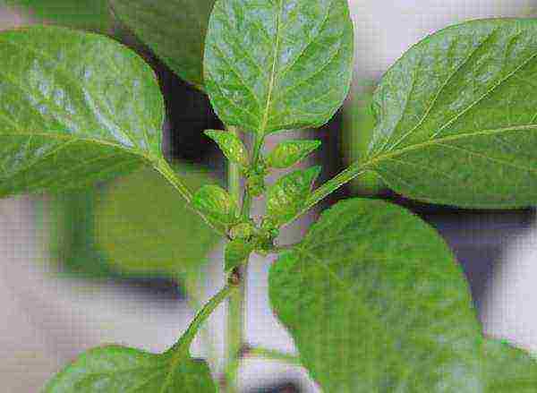 how to grow pepper seedlings at home