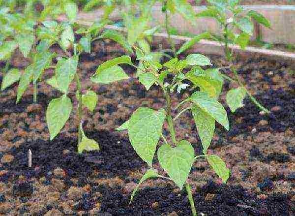 kung paano mapalago ang mga punla ng paminta sa bahay