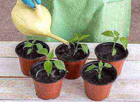 how to grow pepper seedlings at home