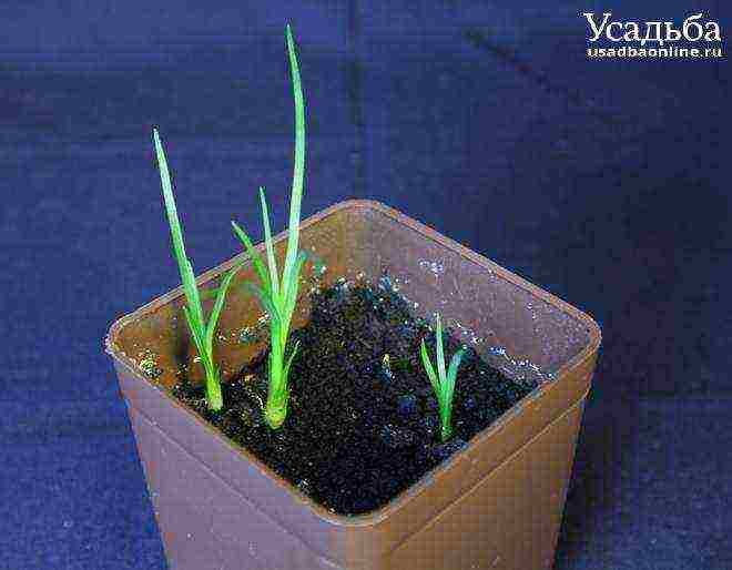 كيفية زراعة النباتات من البذور في المنزل