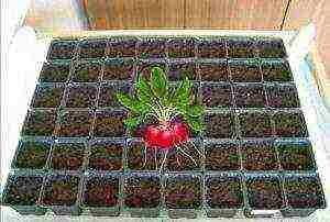 how to grow radishes at home in winter