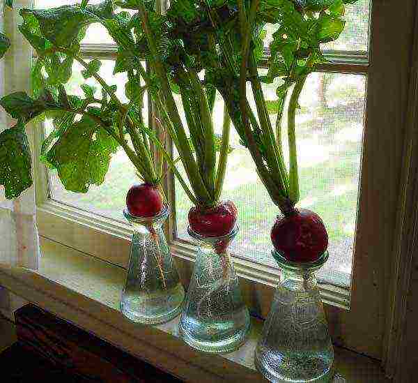 how to grow radishes at home in winter