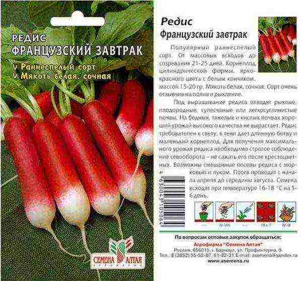 how to grow radishes at home in winter