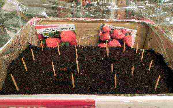 كيفية زراعة الفراولة الإصلاح في شقة