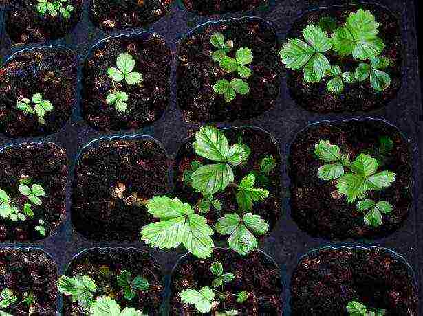 how to grow repair strawberries in an apartment