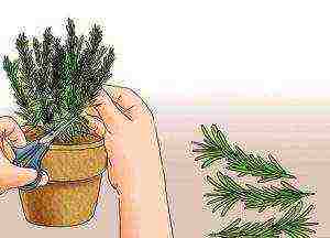 how to grow rosemary at home in winter