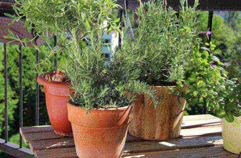 how to grow rosemary at home in winter