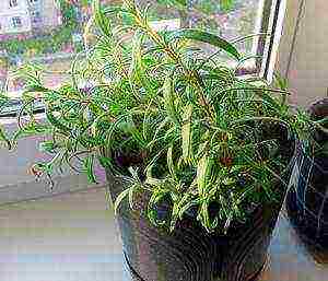 how to grow rosemary at home in winter