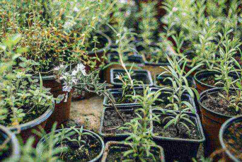 how to grow rosemary at home in winter